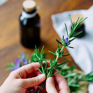Rosemary Dementia Benefits Remedy