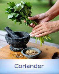Coriander Dementia Benefits Cures Remedy